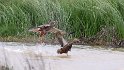 Marsh Harrier try to catch small ducks and mother defending them